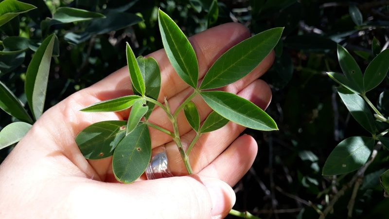 Anagyris foetida, photographed by Alessia Guggisberg