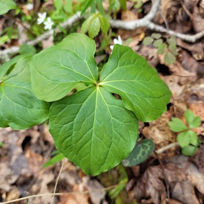 Trillium vaseyi, photographed by Alan Jeon