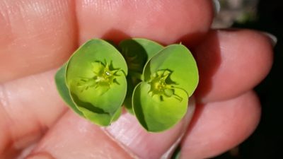 Euphorbia segetalis, photographed by Alessia Guggisberg