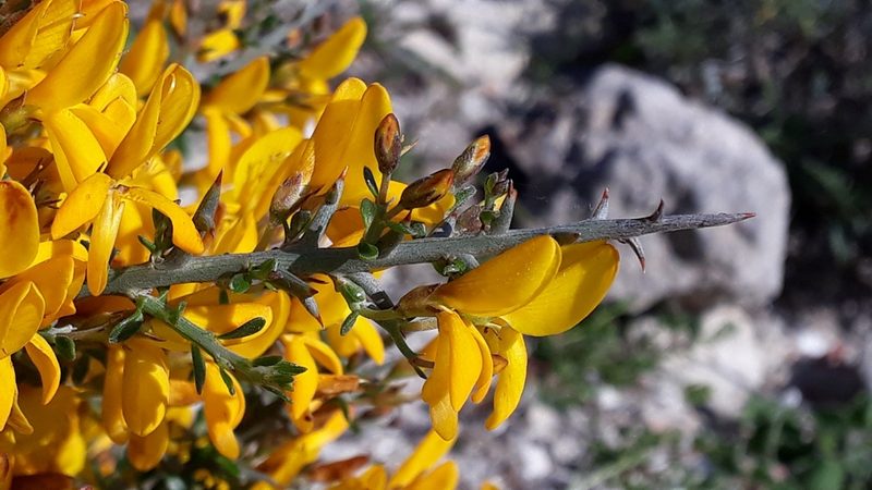 Genista corsica, photographed by Alessia Guggisberg