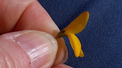 Genista corsica, photographed by Alessia Guggisberg