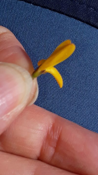 Genista corsica, photographed by Alessia Guggisberg
