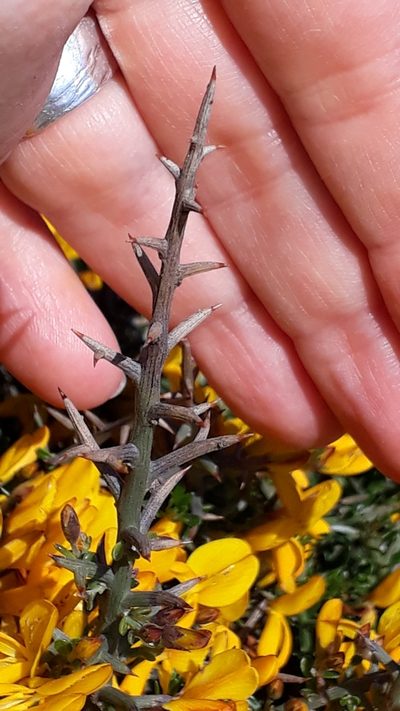 Genista corsica, photographed by Alessia Guggisberg