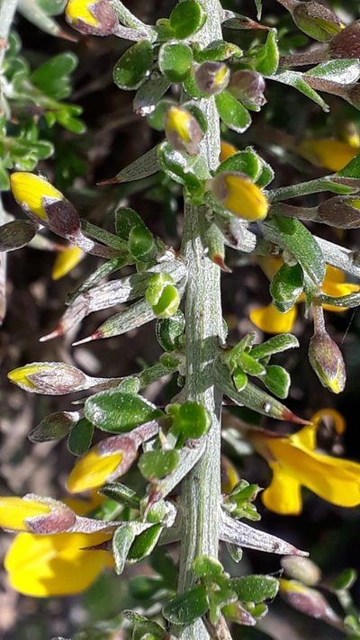 Genista corsica, photographed by Alessia Guggisberg