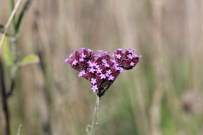 Verbena bonariensis, photographed by Romi Galeota Lencina