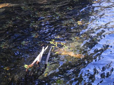 Potamogeton linguatus, photographed by Guillermo Debandi