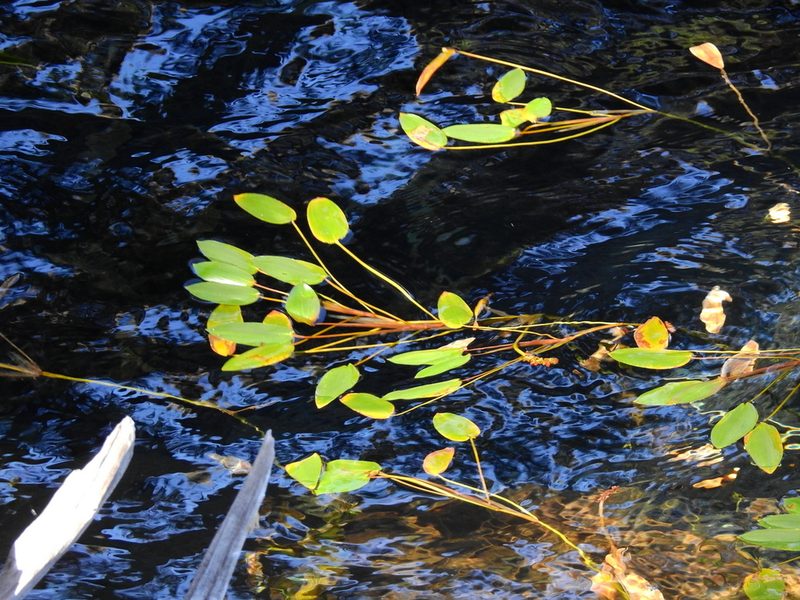 Potamogeton linguatus, photographed by Guillermo Debandi