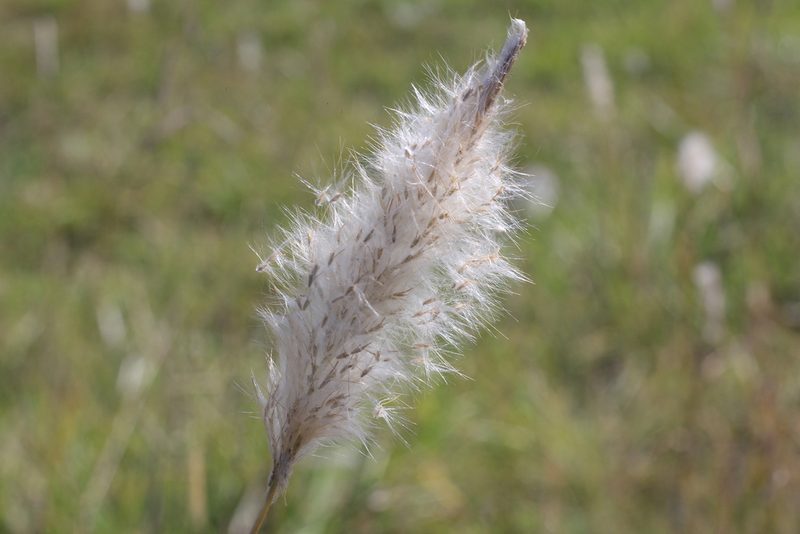 Bothriochloa laguroides, photographed by Romi Galeota Lencina