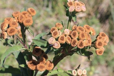 Pluchea sagittalis, photographed by Romi Galeota Lencina