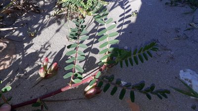 Astragalus boeticus, photographed by Alessia Guggisberg