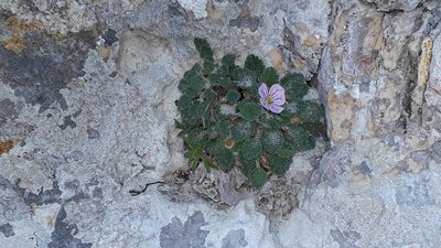 Erodium corsicum, photographed by Alessia Guggisberg
