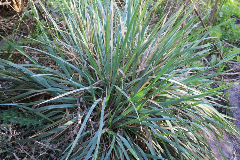 Poa iridifolia, photographed by Romi Galeota Lencina