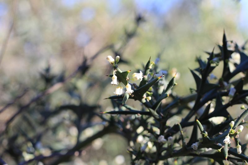 Colletia paradoxa, photographed by Romi Galeota Lencina