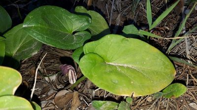 Arisarum vulgare, photographed by Alessia Guggisberg