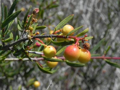 Cneoridium dumosum, photographed by James C. Davis
