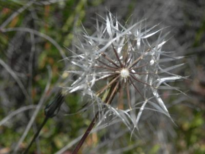 Uropappus lindleyi, photographed by James C. Davis
