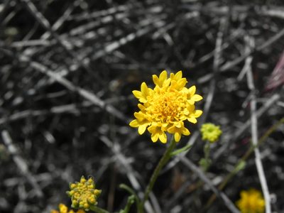 Chaenactis glabriuscula, photographed by James C. Davis