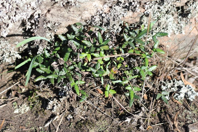Doryopteris triphylla, photographed by Romi Galeota Lencina