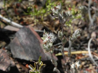 Logfia filaginoides, photographed by James C. Davis