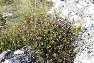 Neja pinifolia, photographed by Romi Galeota Lencina