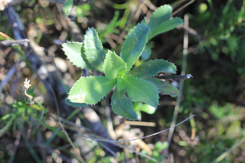 Grindelia buphthalmoides, photographed by Romi Galeota Lencina