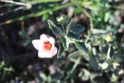 Pavonia cymbalaria, photographed by Romi Galeota Lencina