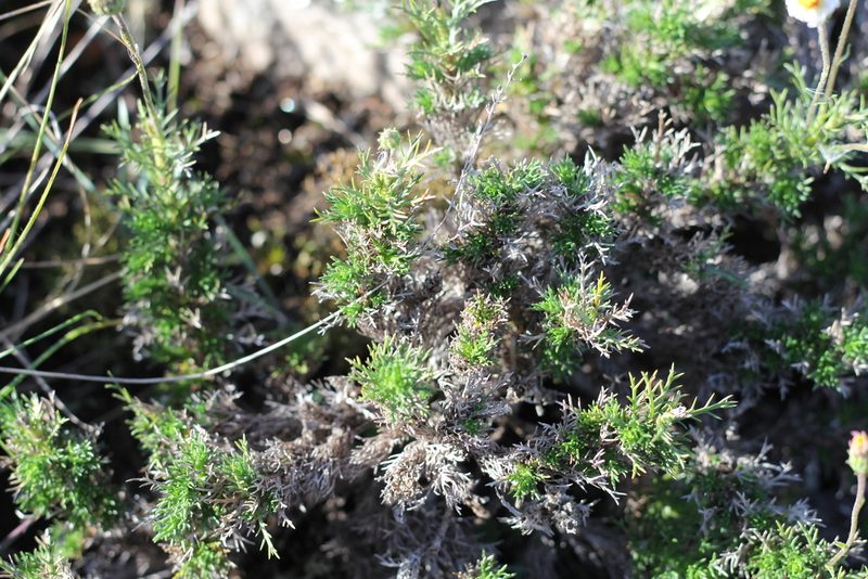 Sommerfeltia spinulosa, photographed by Romi Galeota Lencina