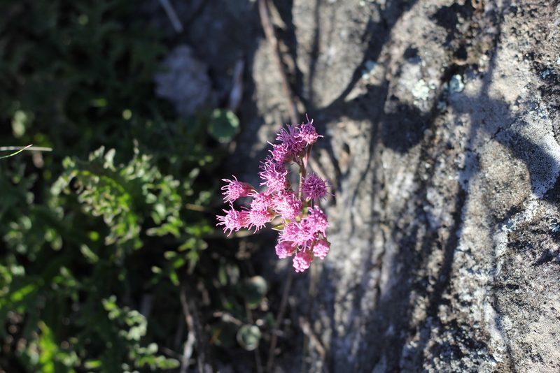 Gyptis tanacetifolia, photographed by Romi Galeota Lencina