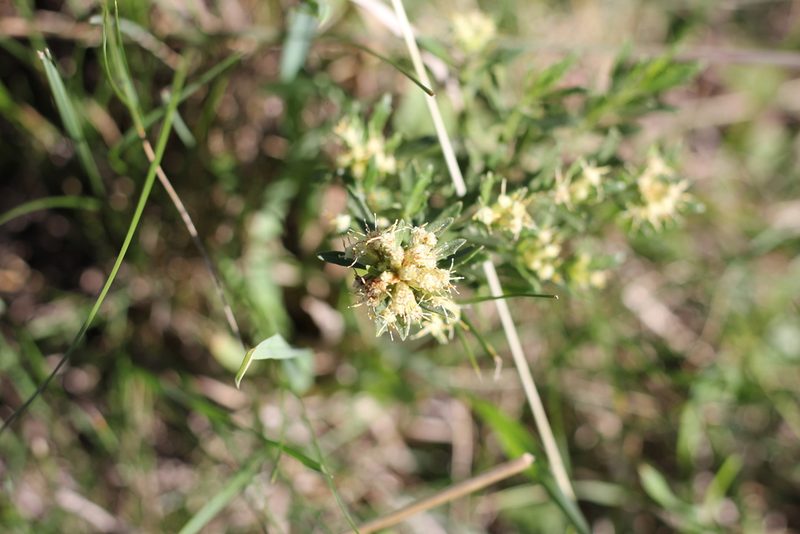 Baccharis linearifolia, photographed by Romi Galeota Lencina