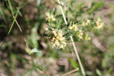 Baccharis linearifolia, photographed by Romi Galeota Lencina
