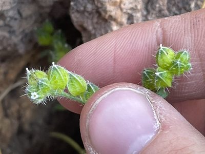 Cryptantha pterocarya, photographed by Bobby McCabe