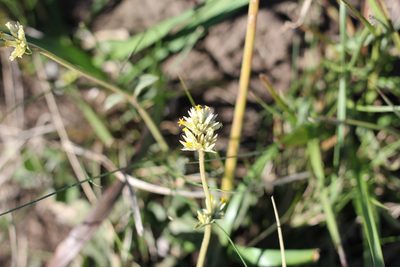 Gomphrena perennis, photographed by Romi Galeota Lencina