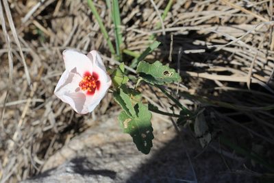Pavonia cymbalaria, photographed by Romi Galeota Lencina