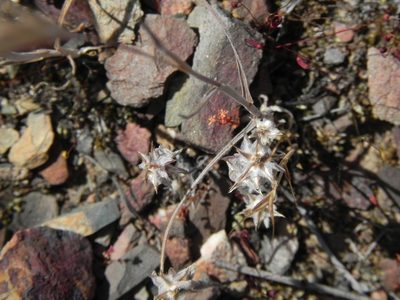 Logfia filaginoides, photographed by James C. Davis