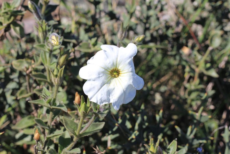Petunia axillaris, photographed by Romi Galeota Lencina