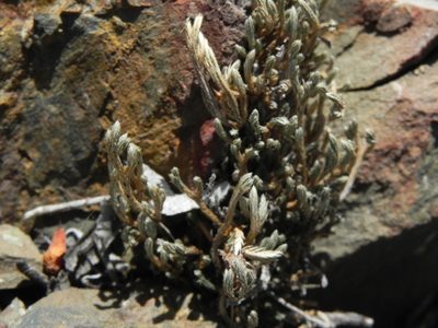 Selaginella bigelovii, photographed by James C. Davis