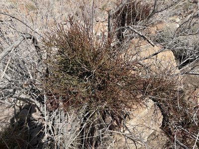 Phoradendron californicum, photographed by Bobby McCabe