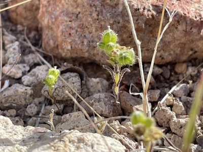 Cryptantha pterocarya, photographed by Bobby McCabe