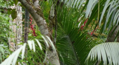 Vriesea philippocoburgi, photographed by Cajá-manga