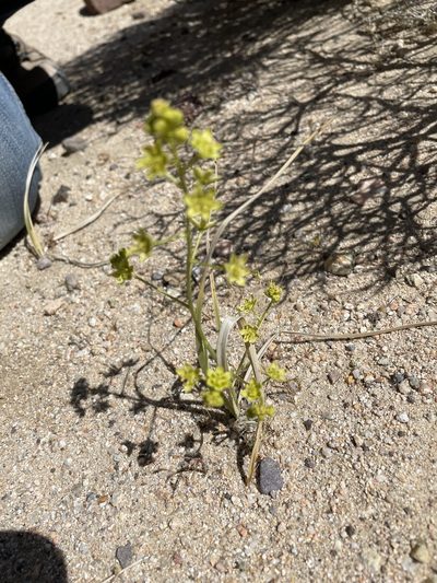 Toxicoscordion brevibracteatum, photographed by Leah Gardner