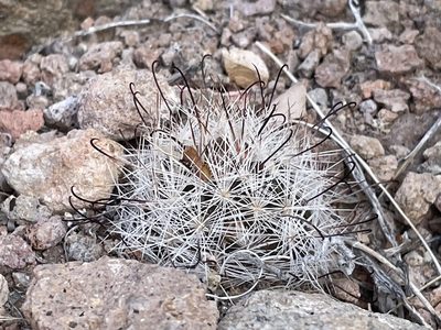Cochemiea tetrancistra, photographed by Bobby McCabe