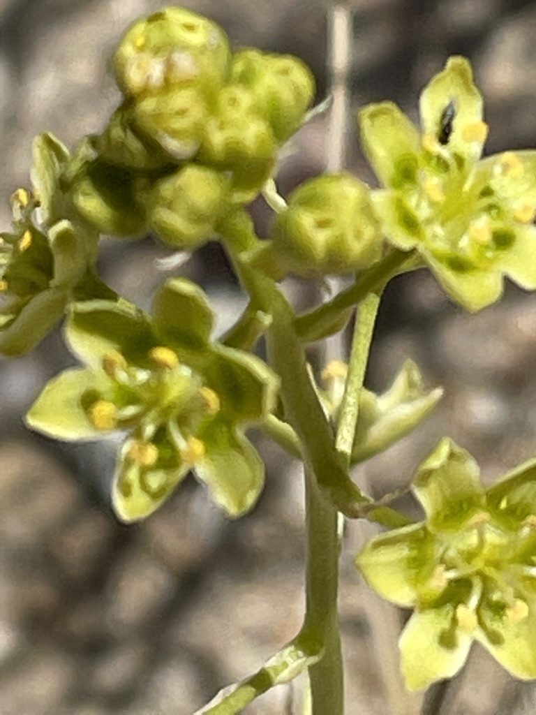 Toxicoscordion brevibracteatum, photographed by Leah Gardner