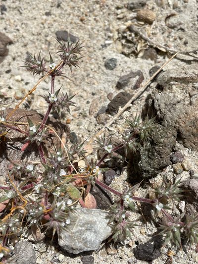 Chorizanthe spinosa, photographed by Leah Gardner