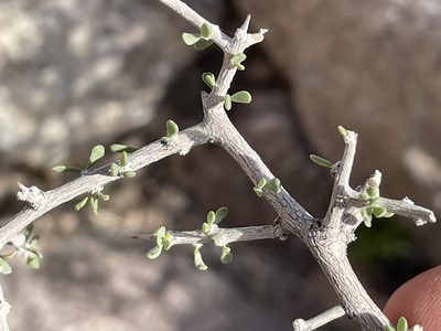 Lycium andersonii, photographed by Bobby McCabe