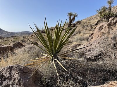 Yucca schidigera, photographed by Bobby McCabe