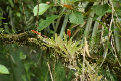 Vriesea carinata, photographed by Cajá-manga