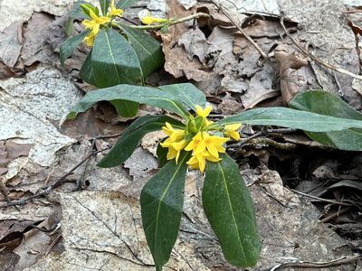Daphne jezoensis, photographed by ITÔ, Hiroki