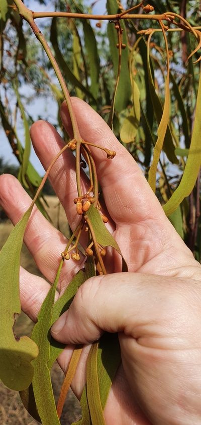Amyema bifurcata, photographed by Bethlea Bell