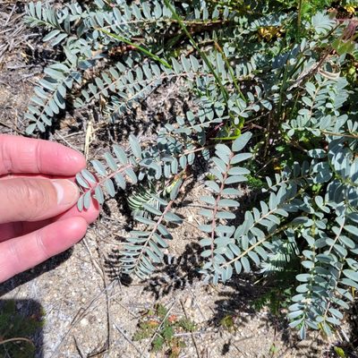 Astragalus douglasii, photographed by Dan Horowitz