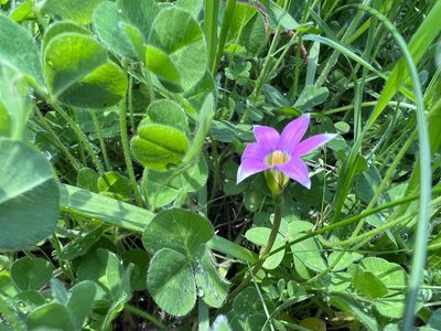 Romulea rosea, photographed by TonyT